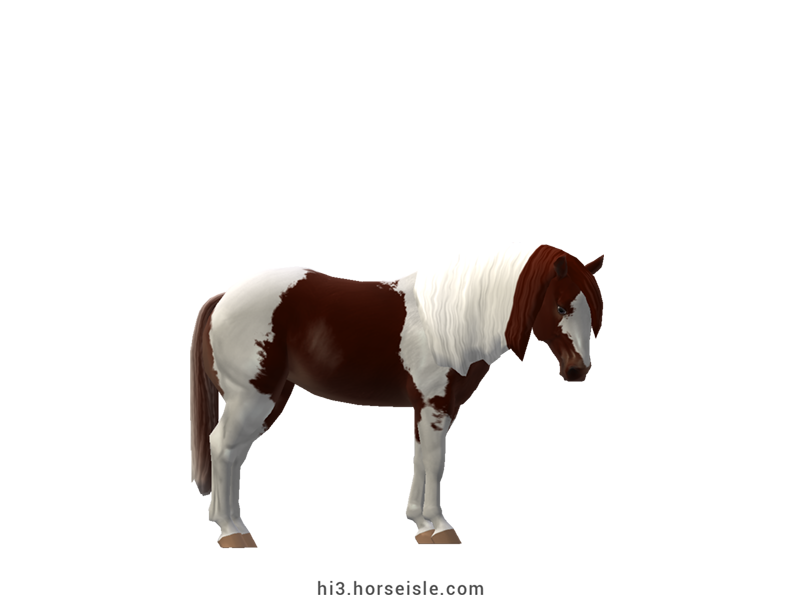 American Paint Stock Horse Liver Chestnut Tovero Coat